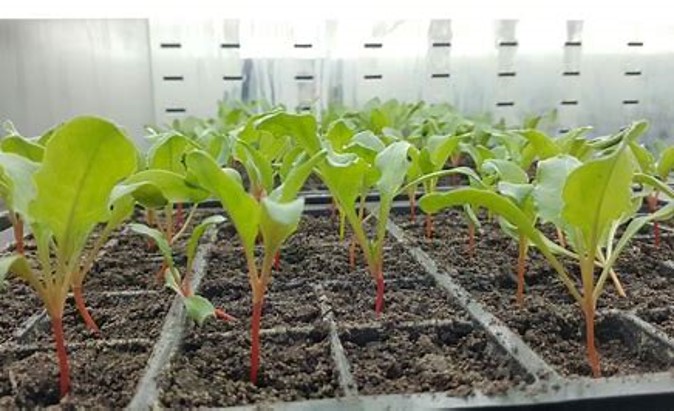 7BD7D9ABB3E148E587693072762D27A7 Seed treatment improves plant health