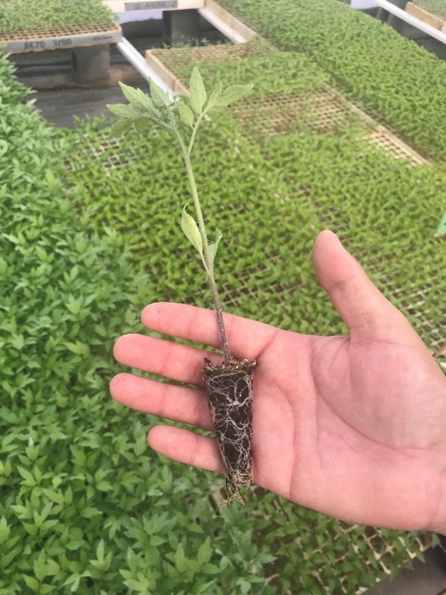 Seed germination